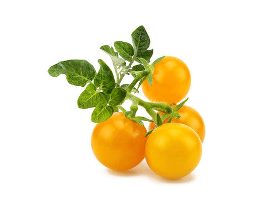 Click &amp; Grow Gelbe Mini-Tomate / 3er-Pack