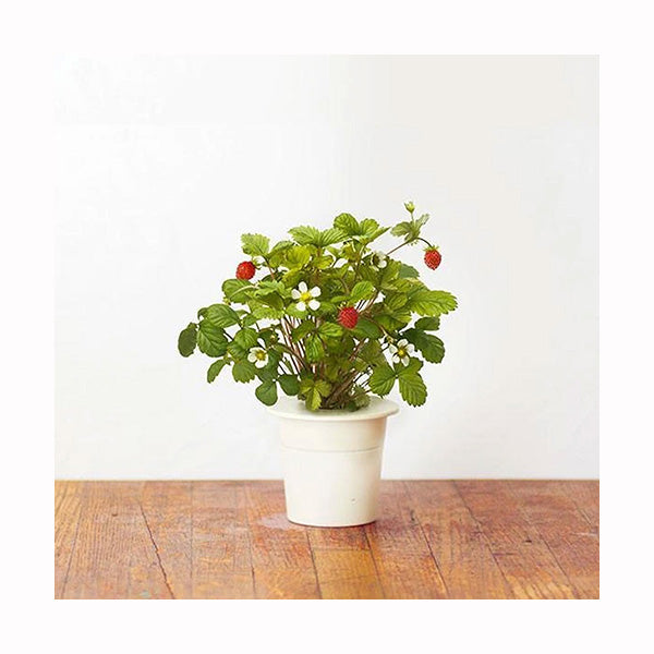 Click & Grow Fraise des bois / 3-pack – Capsules de fraises sauvages pour jardin d’intérieur intelligent