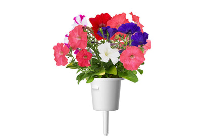 Click & Grow Roze petunia / 3-pack – Voorgezaaide bloeicapsules voor slimme binnentuin