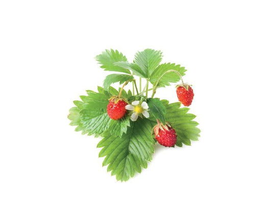 Click & Grow Wild Strawberry Refill – 3 Capsules for Smart Garden