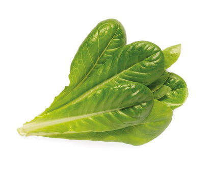 Click & Grow Romaine Lettuce / 3-pack