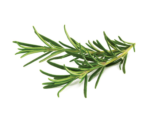 Click &amp; Grow Rosemary / 3-pack