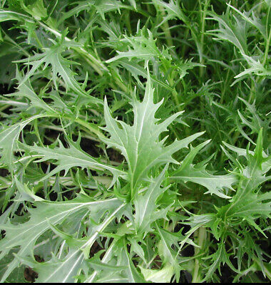 Click & Grow Mizuna / 3-pack – Voorgezaaide Japanse bladgroente voor slimme binnentuin